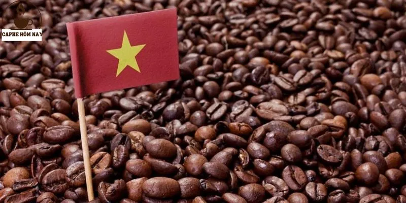 Khám phá về sản xuất cà phê tại Việt Nam