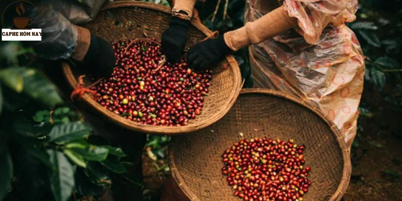 Những ưu điểm mà sản xuất cà phê mang lại